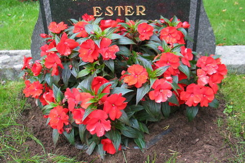 Punaisia kukkia haudalla.